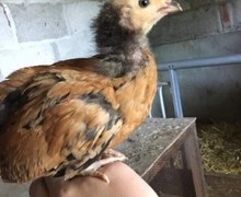 Chick chicken 1