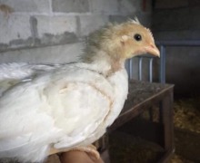 Chick chicken 2