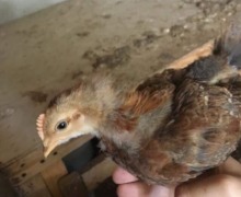 Chick chicken 3